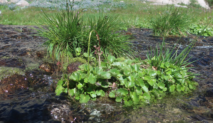 Miner's Lettuce (previous day's hike)