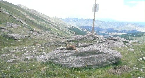 6Searle Marmot.JPG