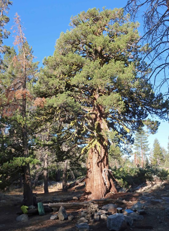 Grouse Lake camp (what species is the tree?)