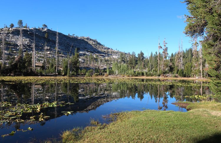 Grouse Lake grassy shore