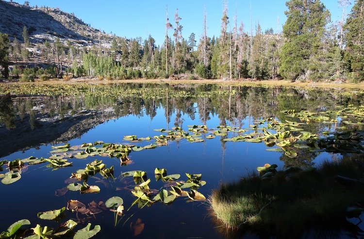 Grouse Lake lily pads