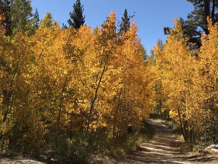 First big aspen grove about 1/2 mile from trailhead