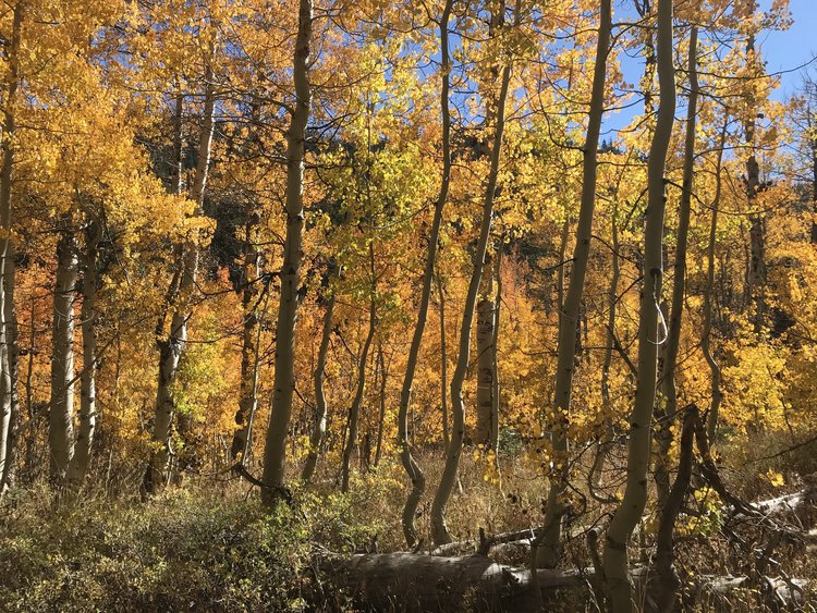 About 2 miles up the Marlette Lake trail