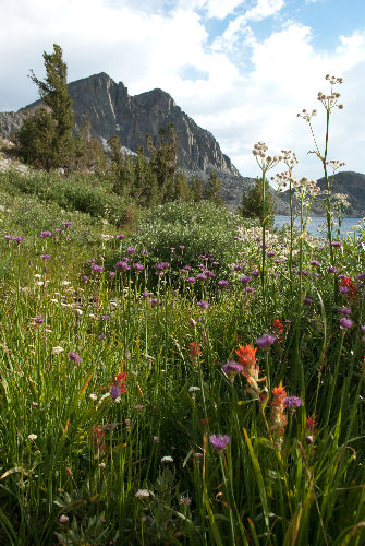 Flowers by Duck Lake