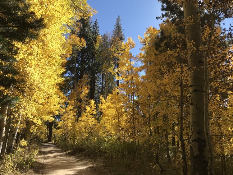 Along fire road, about mile 1