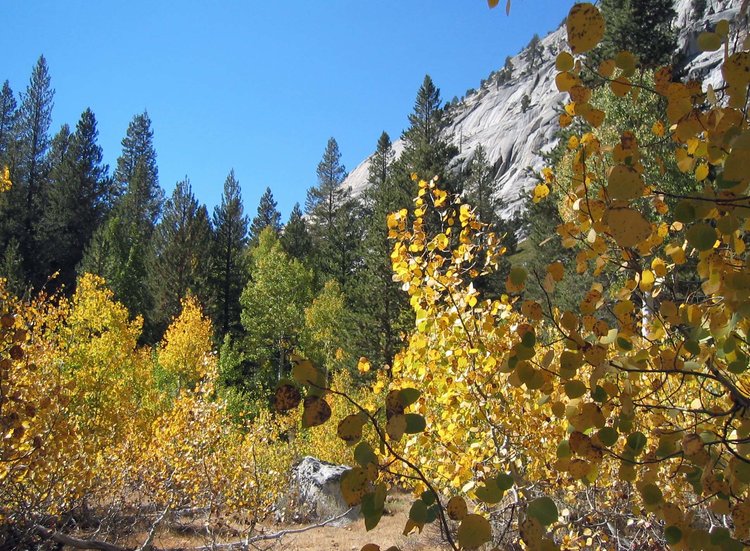 Aspen