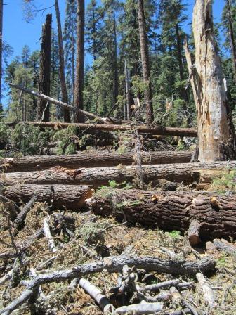 A tree &quot;snarl,&quot; the result of a blowdown