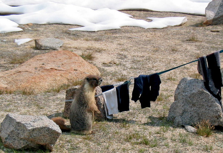Ms Marmot does laundry