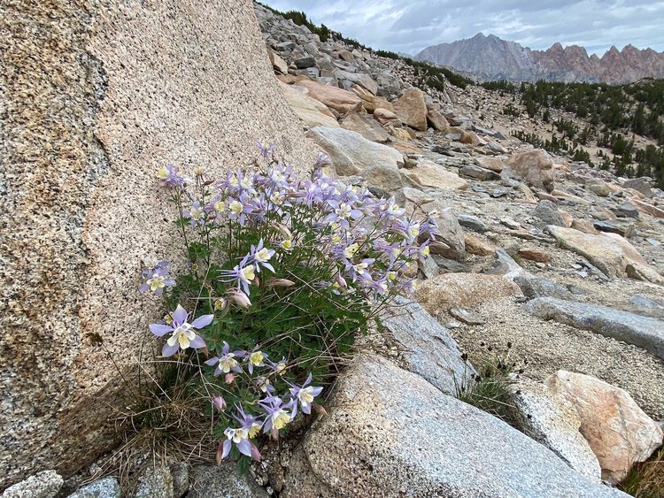 columbines3-2.jpg