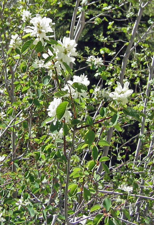 Flowers in Paradise Valley
