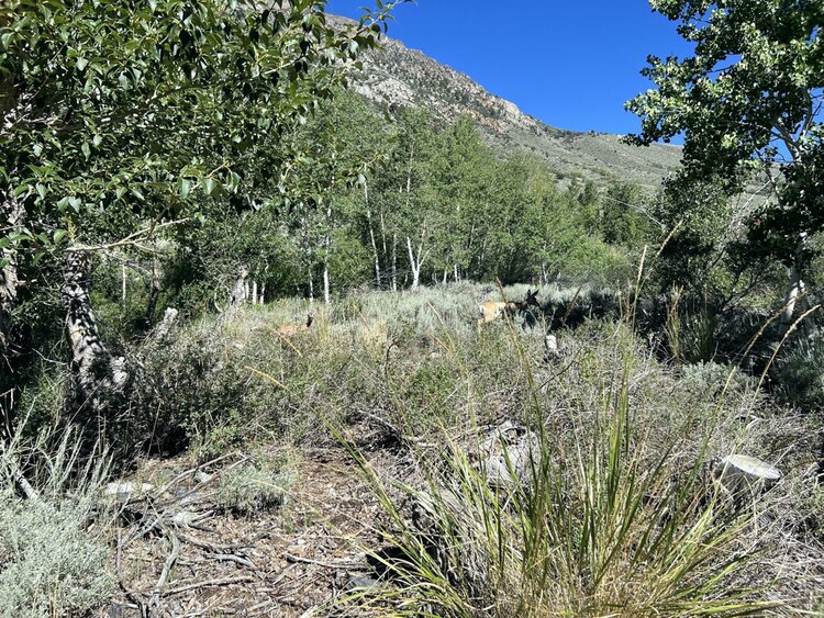 2 - Rush Creek Trail.jpeg
