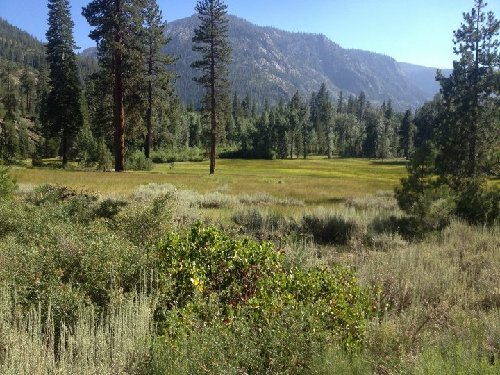 simpson meadow