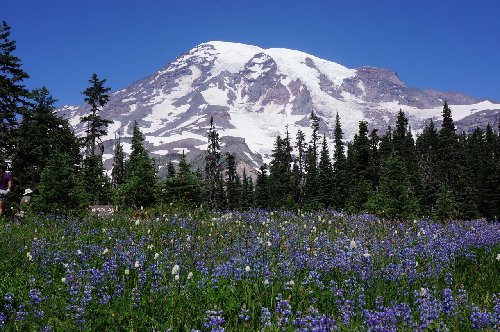 Lupine