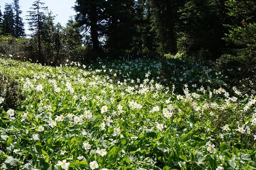 Snow lilies