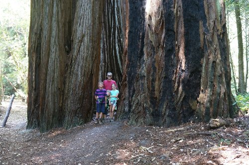 Tall Trees Grove, Redwood National Park