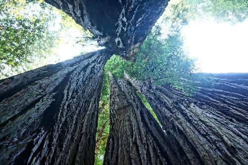 Tall trees