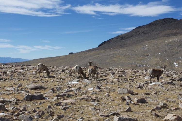 bighornsheep.jpeg