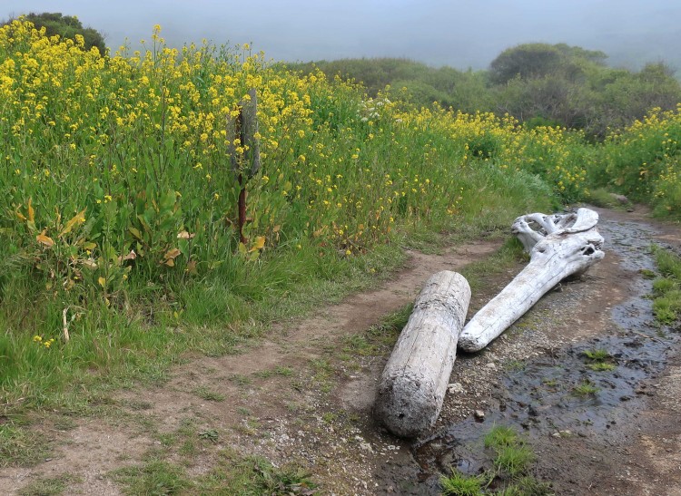 Drift wood washed up onto the trail, about 10 feet above the beach