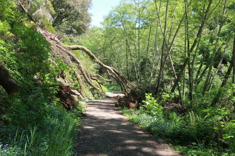 Tree fallen on Bear Valley Trail
