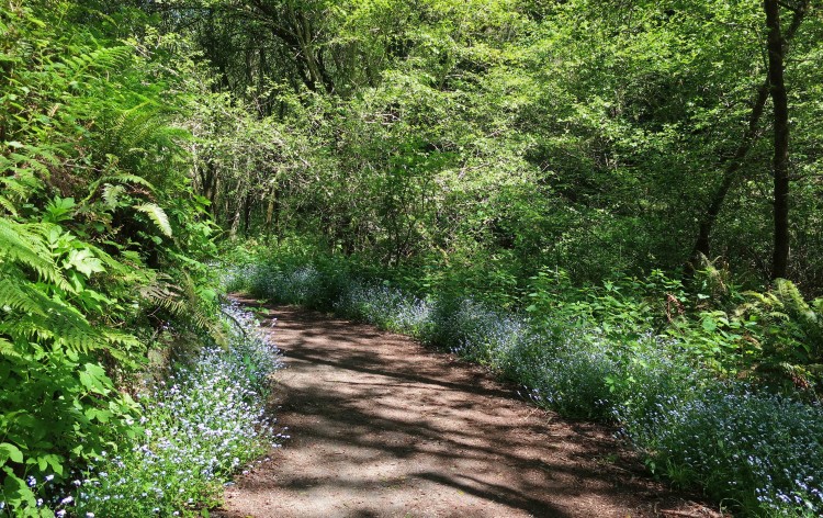 Trail lined with blue bachelor buttons