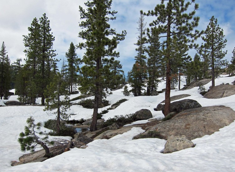 Forest on way into Kibby Lake