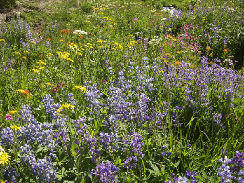 Flowers 1.jpg