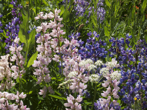 flowers 2.jpg