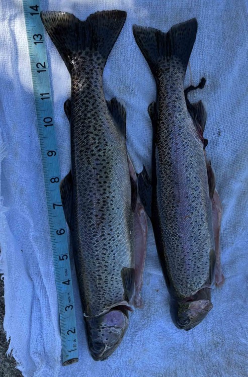 These rainbows will become the first trout dinner for our family in 2023.