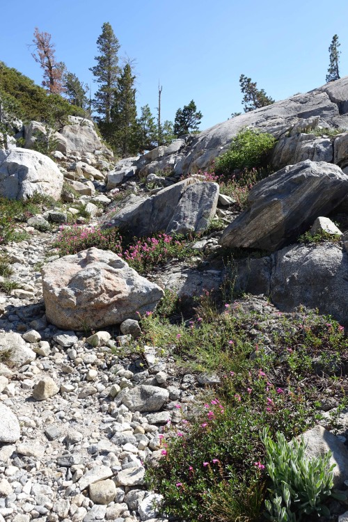 Rosasco &quot;trail&quot; near the top