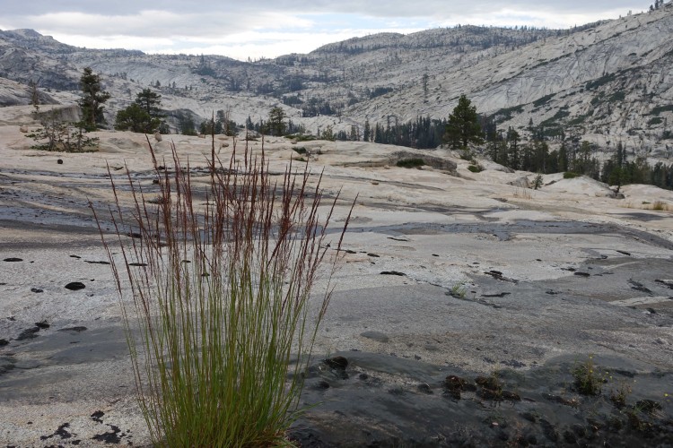 Granite and grass