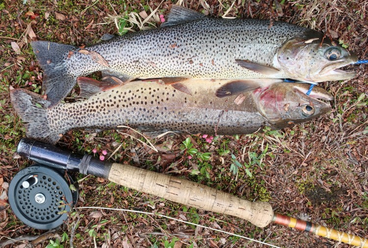 Fish caught at the inlet to Lower Deep Creek Lake