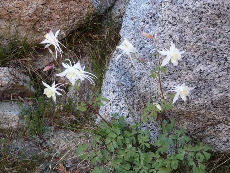Okay, I promised no more flowers, but how can I not post white columbines? I almost never see them.