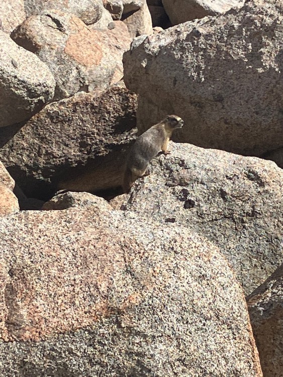 The guardian of Lamarck Col