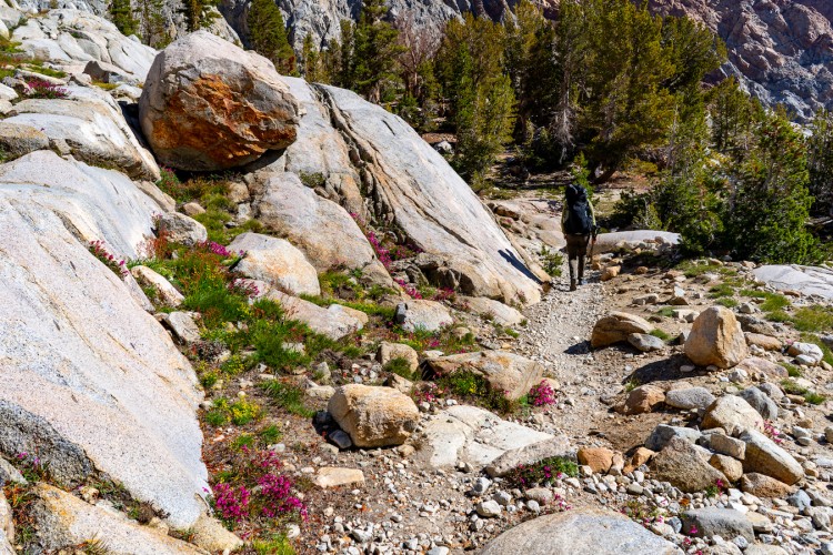 LamarckColToPaiutePass-05937.jpg