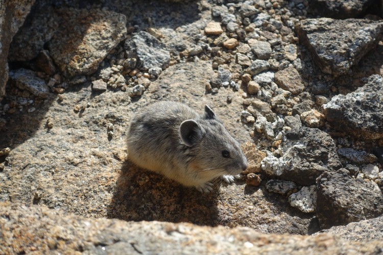 Pika