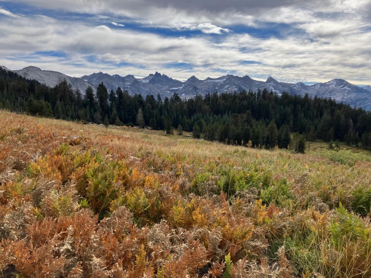 Alta Meadow