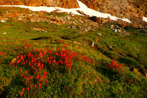 Paintbrush and red rock, after storm glow