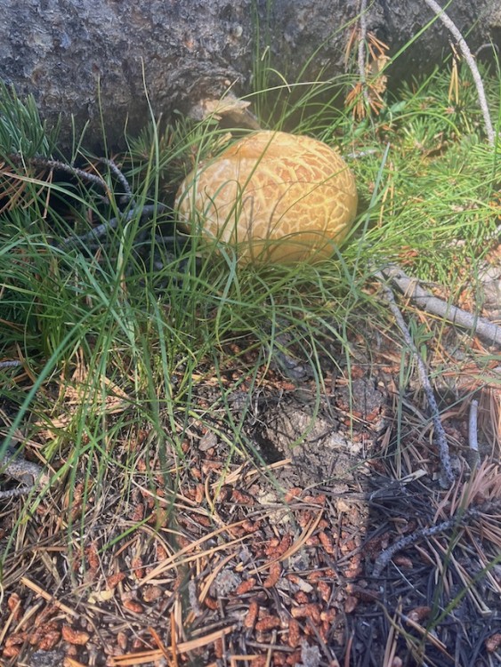 Mountain Butter Bolete?
