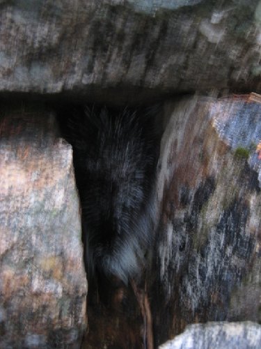 IMG_2311-porcupine-small.jpg