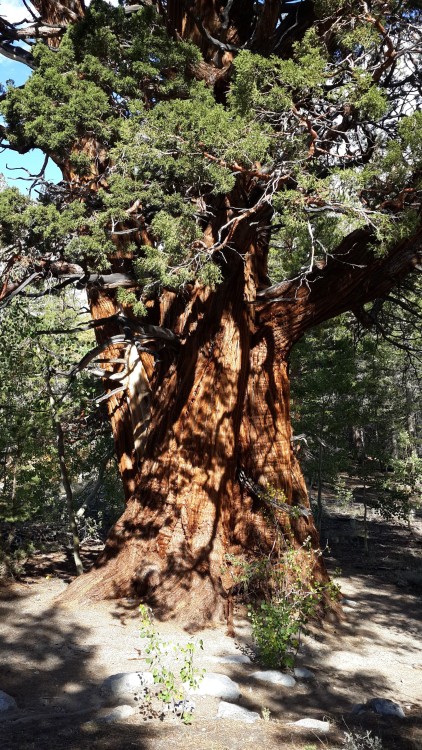 Juniper.jpg