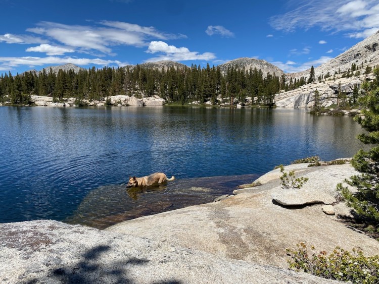 Dog at Big Shot Lake