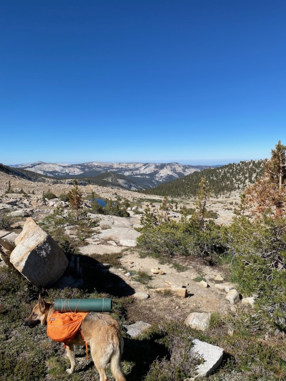 Dog at the Top of Lucifer's Saddle