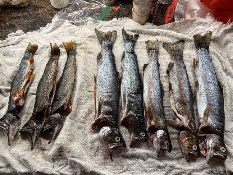 The eight fish we packed out, including five of Dawn's rainbows.