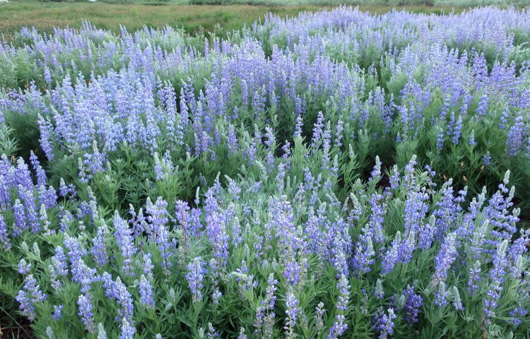 Field of Lupine at Middle Emigrant Lake