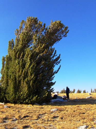 The tree which we like to camp behind on the NE end