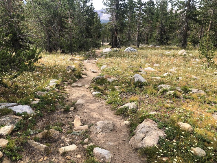 Yarrow along the trail