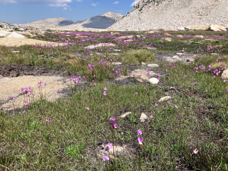 Flowers everywhere