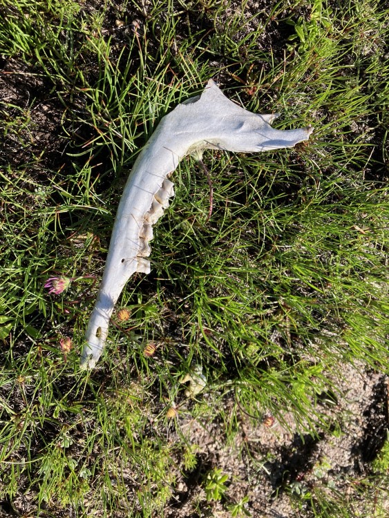 Jawbone