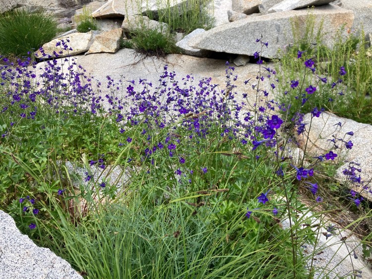 Yet more flowers