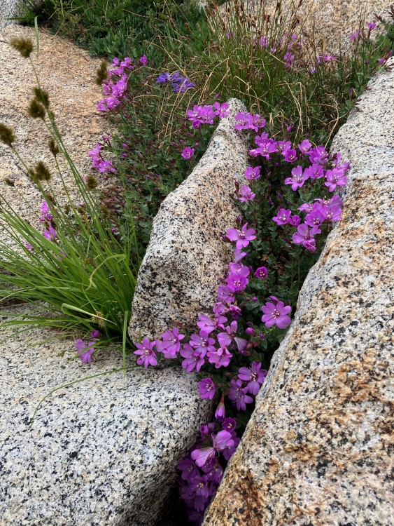 Flowers along the way